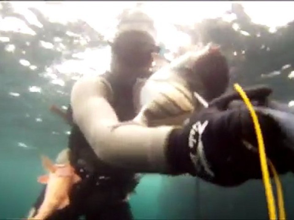 chasse sous marine bretagne Cap-Sizun 2011