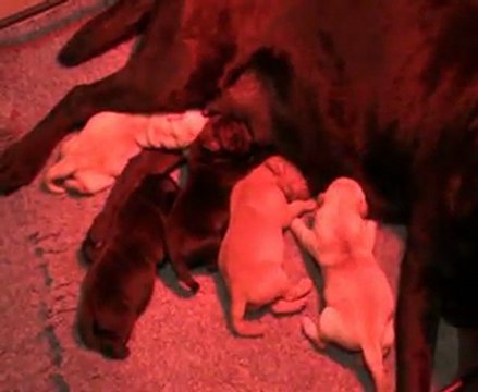 Portée 2012 : Chiots labradors 1° semaine