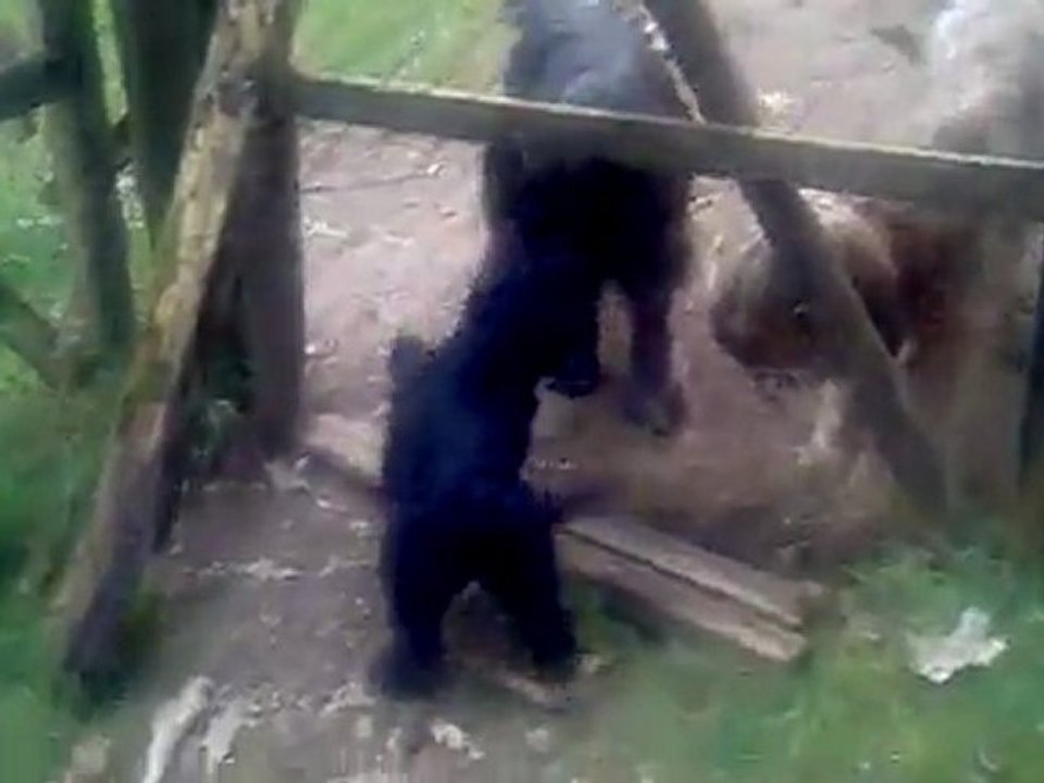 gemarre de kidenved