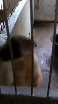 A adopter viiiite(480p_H.264-AAC)