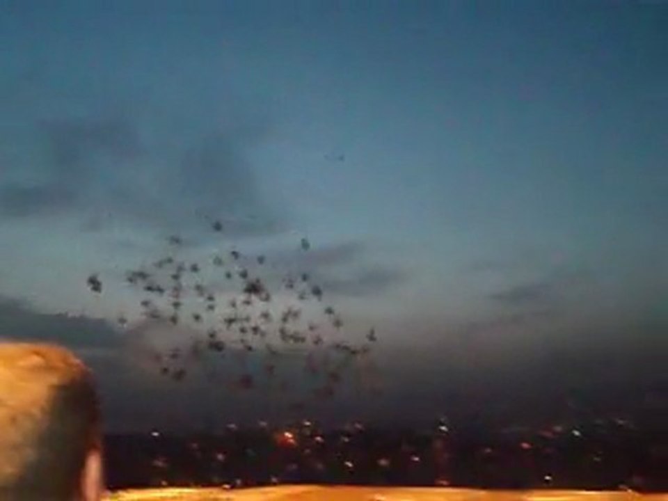 hamenin posta kuşları antep