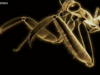 Bichos Muerte a medianoche