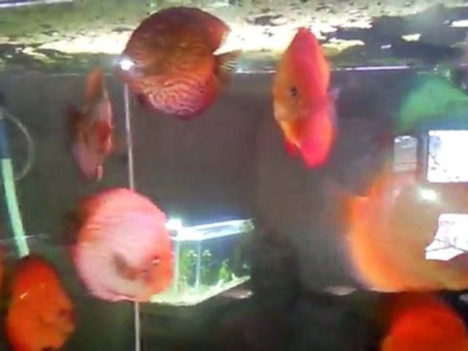 Video0042 benim dünyam