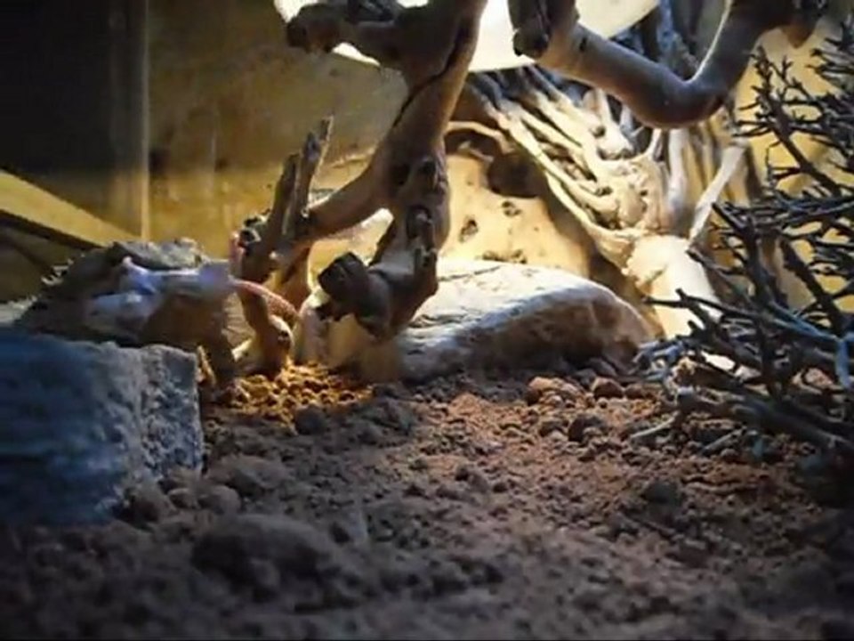 Pogona vitticeps montage