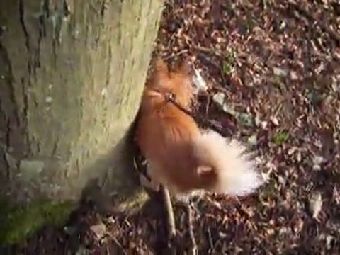 chien en promenade