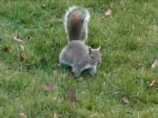 Un n'écureuil à Londres
