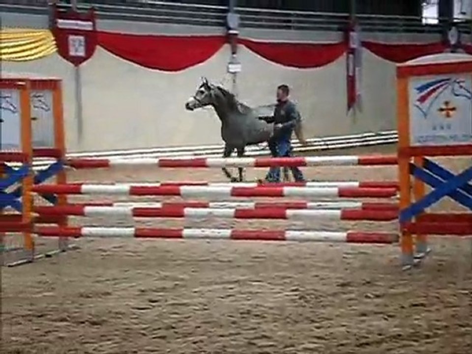 Etalon Arabe UMAR  presentation Etalon Cheval prestige st etienne de tulmont 2012