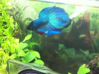 Parade Hannibal 20120311