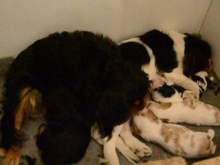 étna cerise et les bébés 11/03/2012