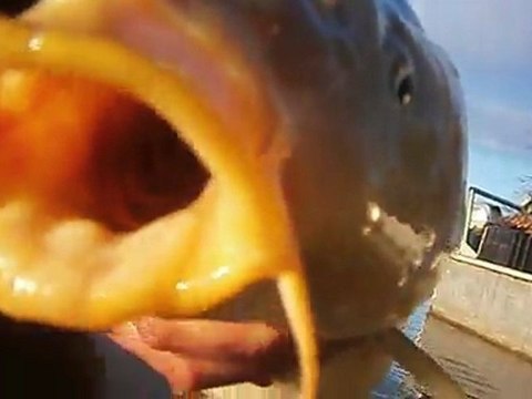 carpe MONTJEAN 10k miroir