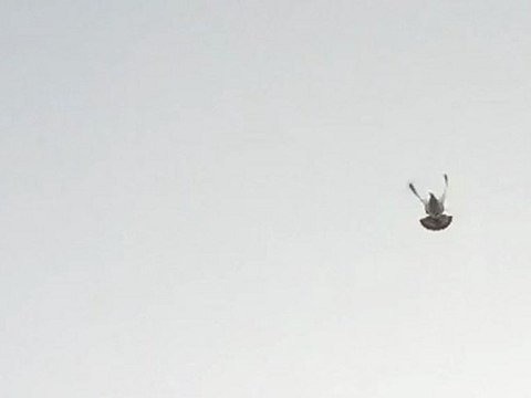 taklacı güvercin videoları,,ferdi bayrak-,kadıköy istanbul,,TRABZONLU