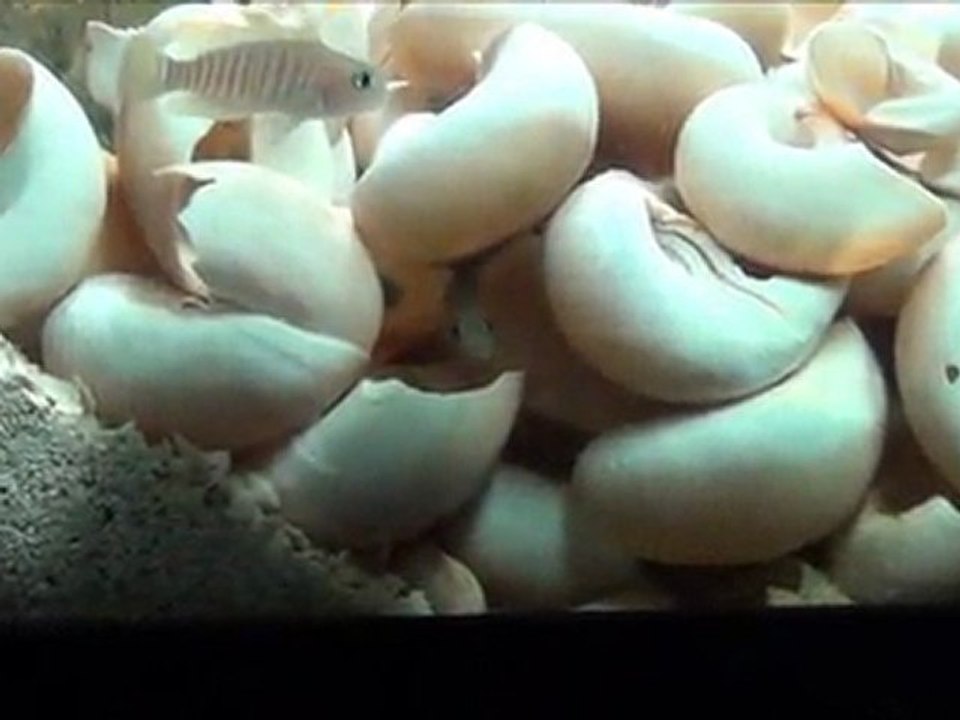 2012-03-11 - Lamprologus multifasciatus F1