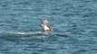 Amazing Gray Whale Watching Off Laguna Beach