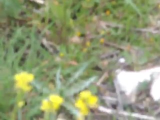 GÖKÇEYAKA FİNİKE (LEVENT)