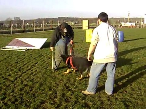 DIXIE des Côteaux du Lys en ring