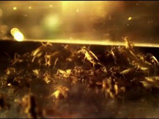 BELLFLOWER_EXTRAIT1_BOUFFEUR-DE-GRILLONS