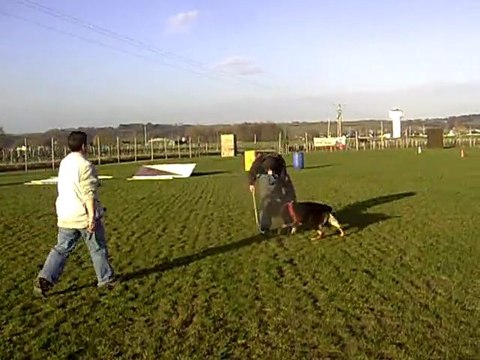 DIXIE des Côteaux du Lys en ring