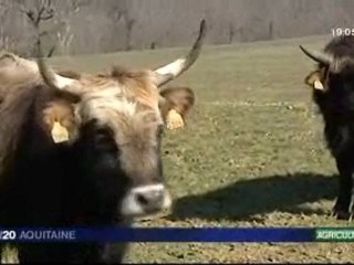 Découverte d'un élevage d'Aurochs en Gironde.