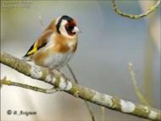 chardonneret chant tichtatate