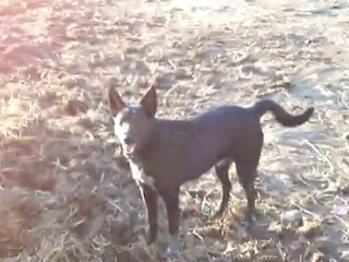 Galipette et Framboise - 2