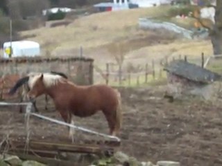 Danette et Magic - 1