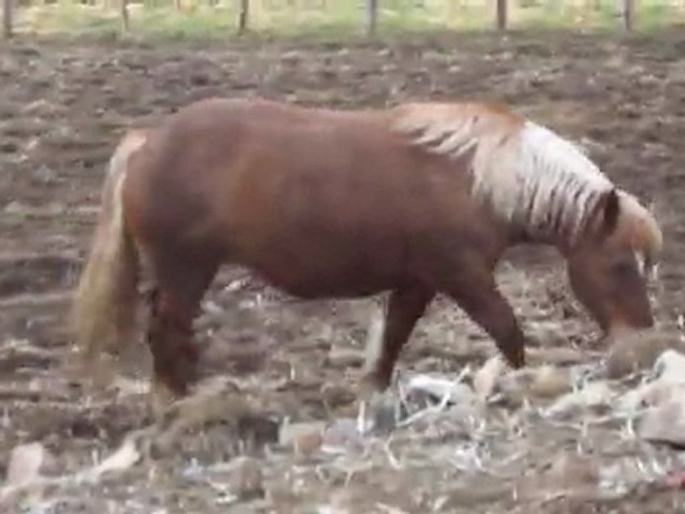 Danette et Magic - 3