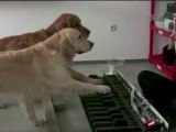 2 chiens jouent La Valse des Puces au piano