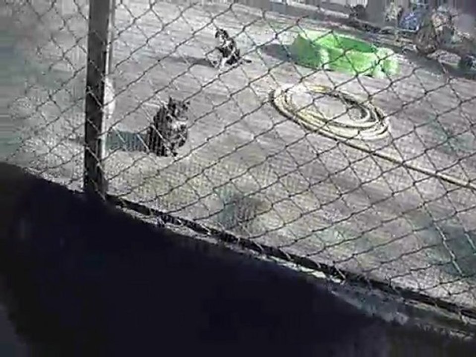 shayne faya loupi 057