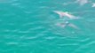 Shark feeding frenzy off coast of Australia