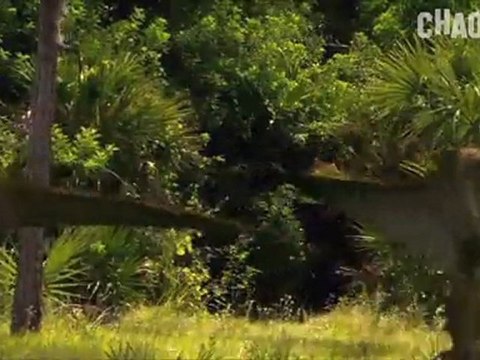 Vor 65 Millionen Jahren - Dinosaurier Hautnah - Teil 2 _ Teil 3 von 3