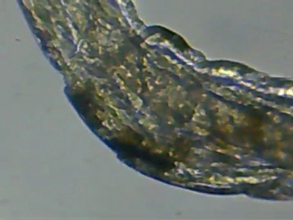 thor amboinensis : larve J+4