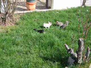les bébés de dolly dans le jardin -2012