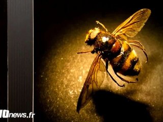 Expo : Les insectes envahissent le CIJ de Cergy