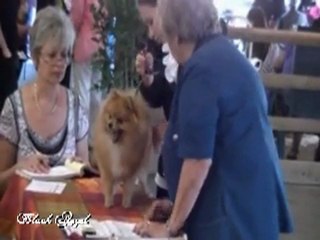 Concours puppy Grâce Avignon