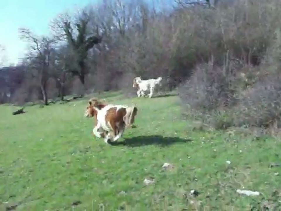 bambi au parc avec ses copains