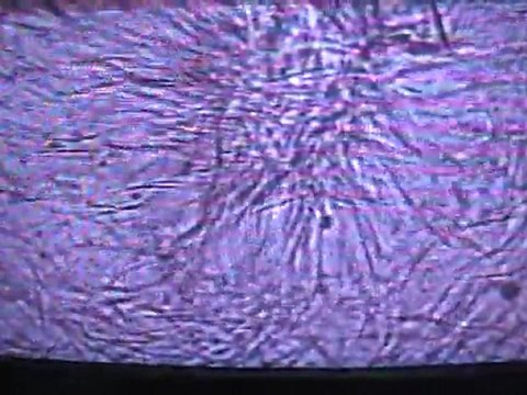 create your own spermbank for the best racingpigeons by Harry Geurts C-2012