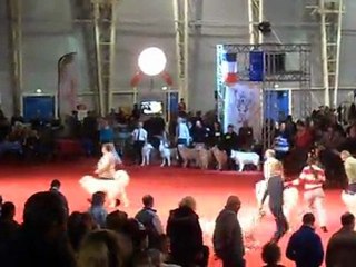 DOUAI CACS ; Samedi 10 Mars 2012 ; Défilé des Spéciales de Race : les Patous