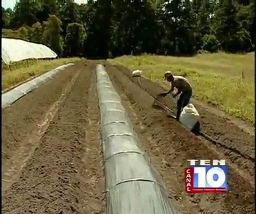 Reportaje sobre el uso del mulch plástico en agricultura orgánica. ASOPROL. Programa AGROCAMPO. Canal 10.