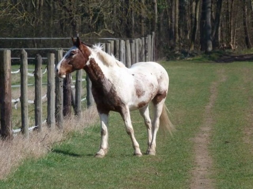 Séance photos + balade en liberté