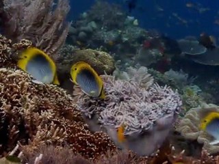 Justyna i Piotr - Marzenia(una paloma blanca)