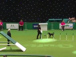 Dog takes a Poop