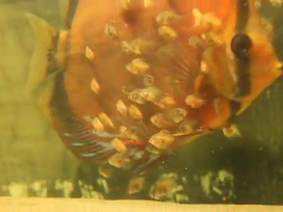 Discus Red Tefe X Pigeon blood 10 jours d'alimentation