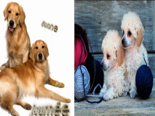 Chiens de races diverses-03-12-18-34_wmv