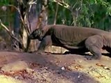 Vor 1,5 Millionen Jahren - Megalania