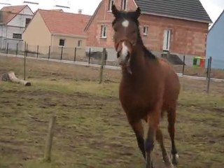 Ulkhan travail en liberté niveau bof