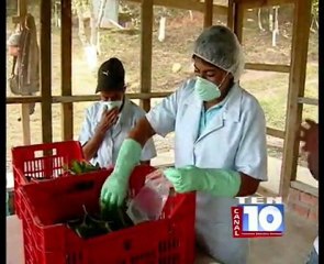 Reportaje sobre manejo postcosecha de vegetales orgánicos. ASOPROL. Programa AGROCAMPO. Canal 10.