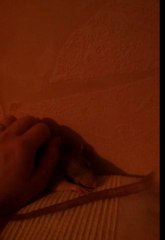 Odin le rat calin 2 -2012-03-12-21-35-08