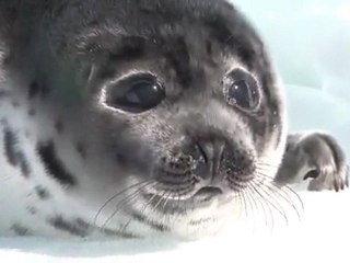 Ke$ha Speaking Out For Seals