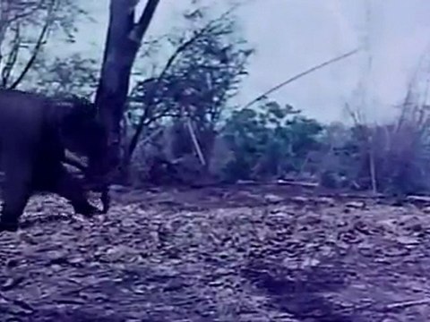 ANNAI ORU AALAYAM - Rajini And His Allies Catching The Baby Elephant