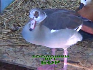 (promo) Zoo vrt Bor